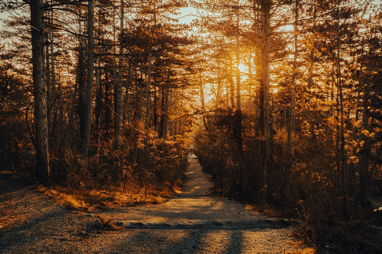 Nützliche Helfer für die Waldtour